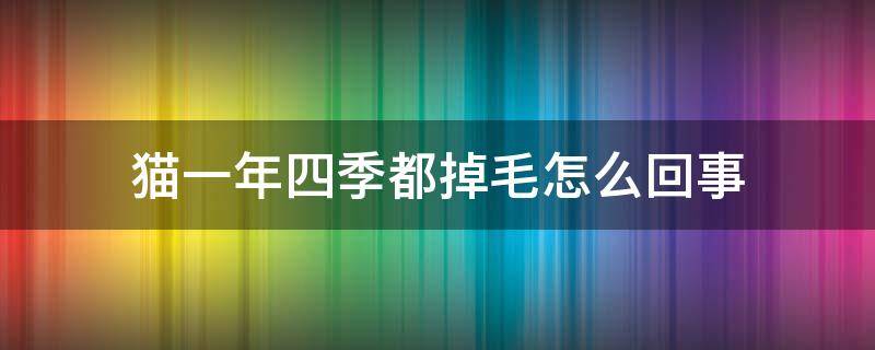 猫一年四季都掉毛怎么回事 猫咪一年四季都掉毛