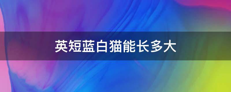 英短蓝白猫能长多大 英短蓝白母猫能长多大