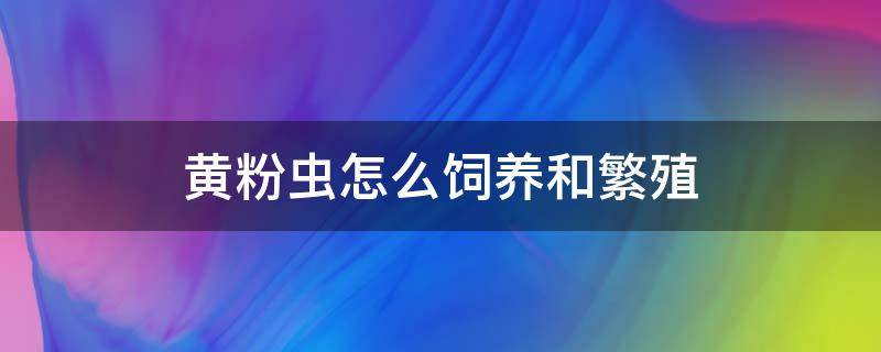 黄粉虫怎么饲养和繁殖 怎么样繁殖黄粉虫养殖过程