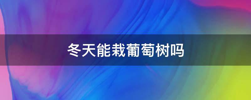 冬天能栽葡萄树吗 冬天能不能移栽葡萄树