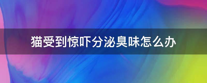 猫受到惊吓分泌臭味怎么办（猫受到惊吓后发臭）