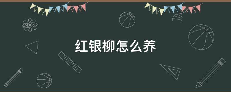 红银柳怎么养 吉祥红银柳怎么养