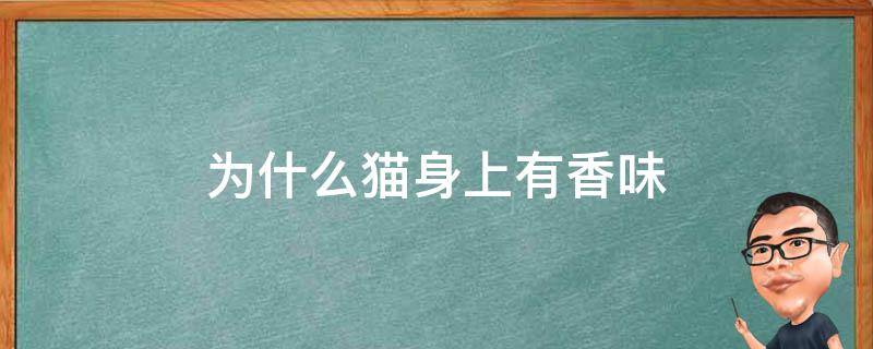 为什么猫身上有香味（猫身上自带香味的是什么猫）