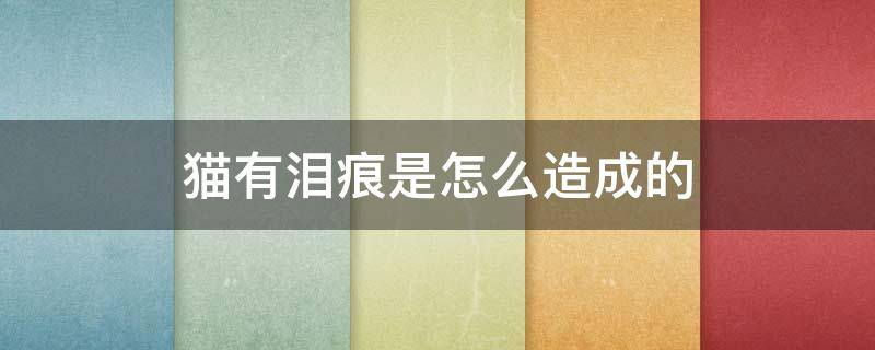 猫有泪痕是怎么造成的 什么猫容易有泪痕是怎么造成的