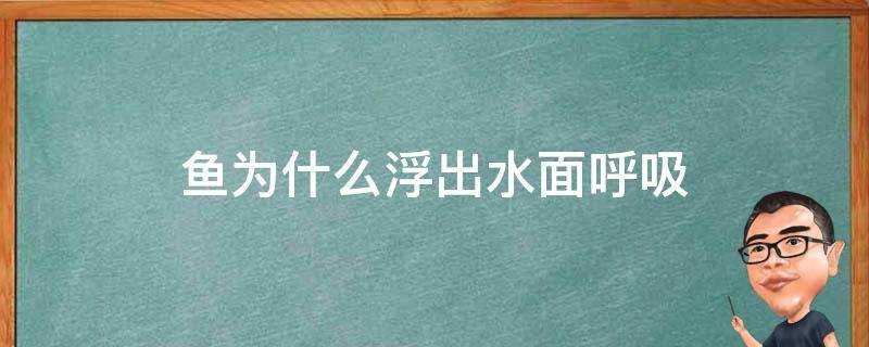 鱼为什么浮出水面呼吸 鱼浮在水面上呼吸是为什么呢