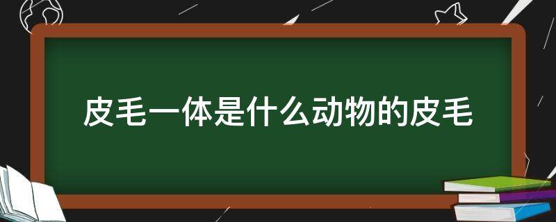 皮毛一体是什么动物的皮毛（皮毛一体是啥动物毛）