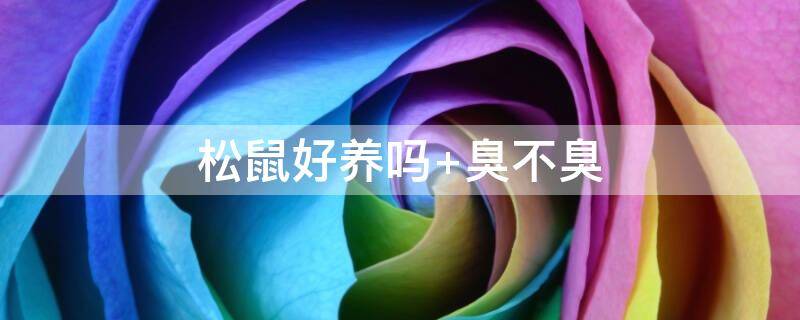 松鼠好养吗（松鼠好养吗臭不臭认主吗）