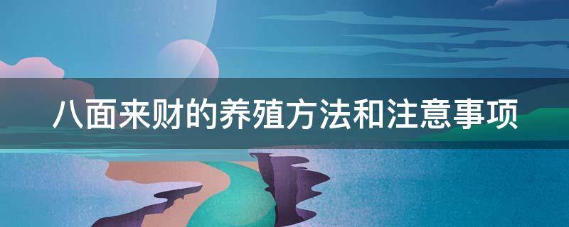 八面来财的养殖方法和注意事项 八面来财怎么养才茂盛