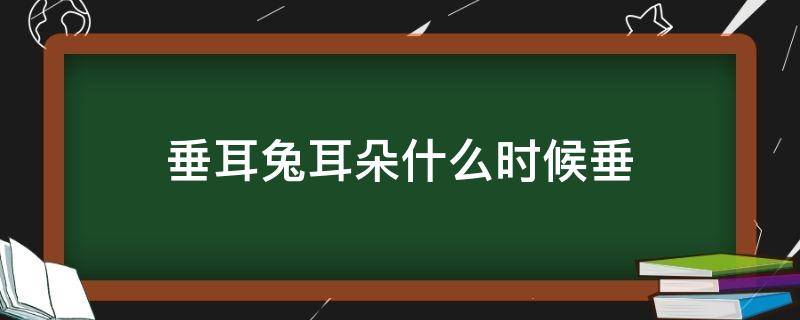 垂耳兔耳朵什么时候垂（垂耳兔多大耳朵会垂下来）