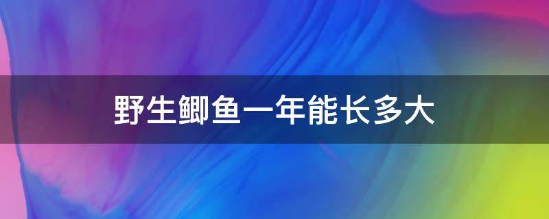 野生鲫鱼一年能长多大 野生鲫鱼一年可以长多大