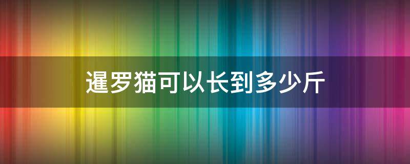 暹罗猫可以长到多少斤（暹罗母猫能长多少斤）