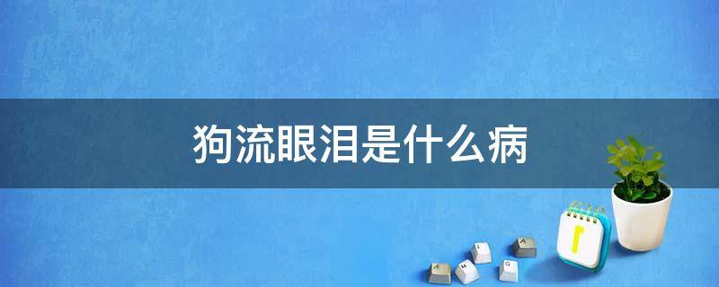 狗流眼泪是什么病 狗眼睛流眼泪是什么原因