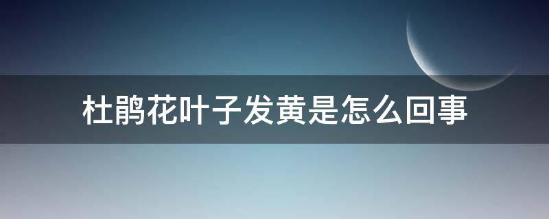 杜鹃花叶子发黄是怎么回事 杜鹃花出来的叶子发黄什么原因什么毛病