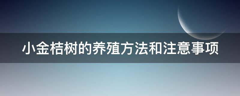 小金桔树的养殖方法和注意事项（小金桔树的养殖方法和注意事项视频）