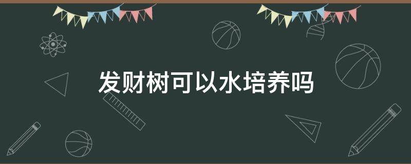 发财树可以水培养吗（发财树可以水培吗方法）