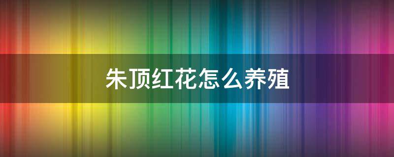 朱顶红花怎么养殖（朱顶红花怎么养殖方法）