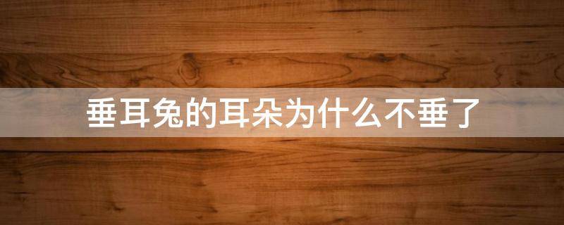 垂耳兔的耳朵为什么不垂了 垂耳兔耳朵有时候垂有时候不垂