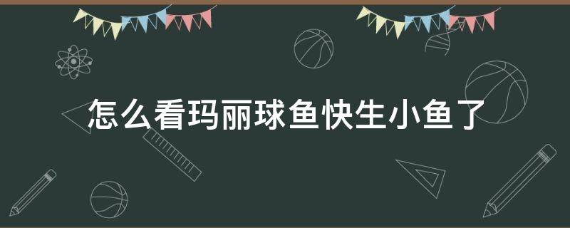 怎么看玛丽球鱼快生小鱼了（玛丽球鱼怎么看要生了）