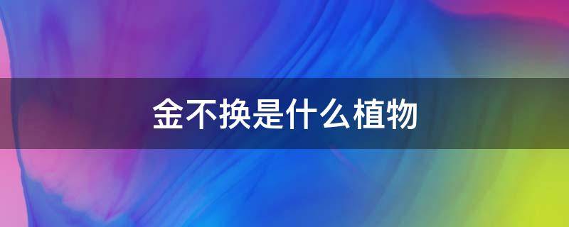 金不换是什么植物 金不换是什么植物长什么样子