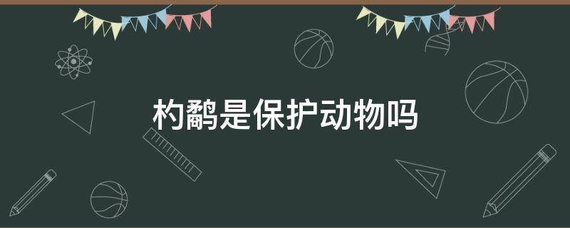 杓鹬是保护动物吗 大杓鹬是保护动物吗