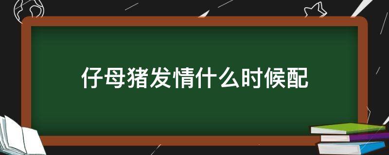 仔母猪发情什么时候配 母猪发情到配种在什么时候合适