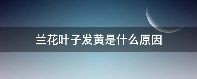 兰花叶子发黄是什么原因 兰花叶子发黄干枯是什么原因