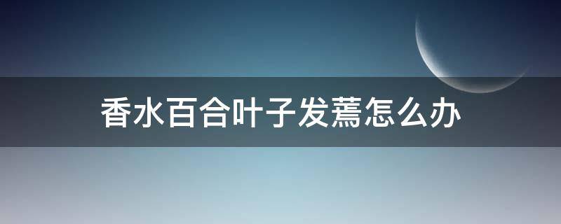 香水百合叶子发蔫怎么办 香水百合蔫了怎么回事