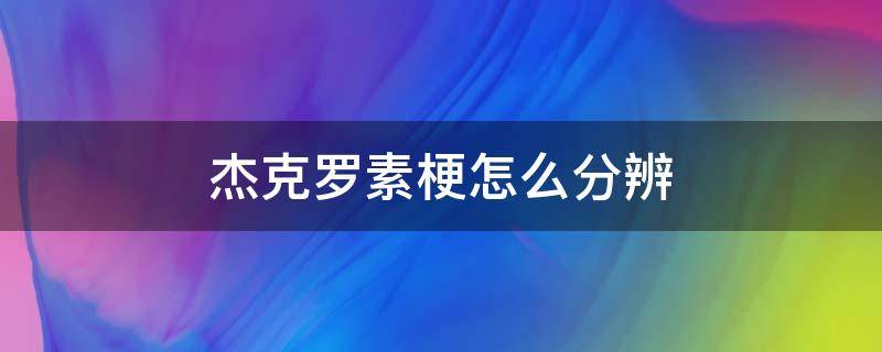 杰克罗素梗怎么分辨 杰克罗素梗如何辨别