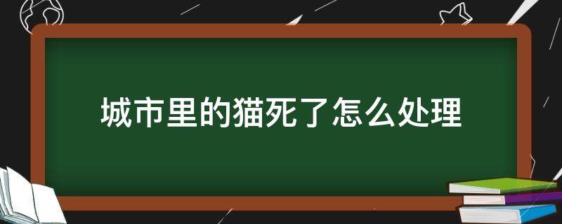 城市里的猫死了怎么处理（猫死了咋处理）