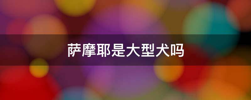 萨摩耶是大型犬吗 萨摩耶是中型犬还是大型犬