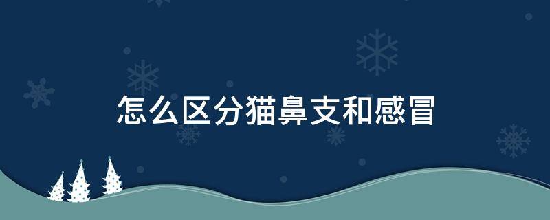 怎么区分猫鼻支和感冒 怎么区分猫鼻支和感冒流口水