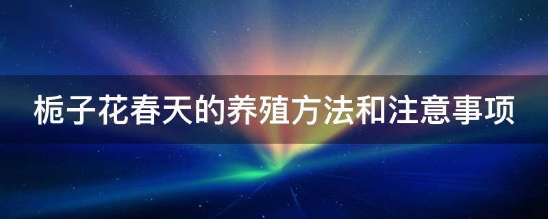 栀子花春天的养殖方法和注意事项 春季栀子花怎么养家庭养法