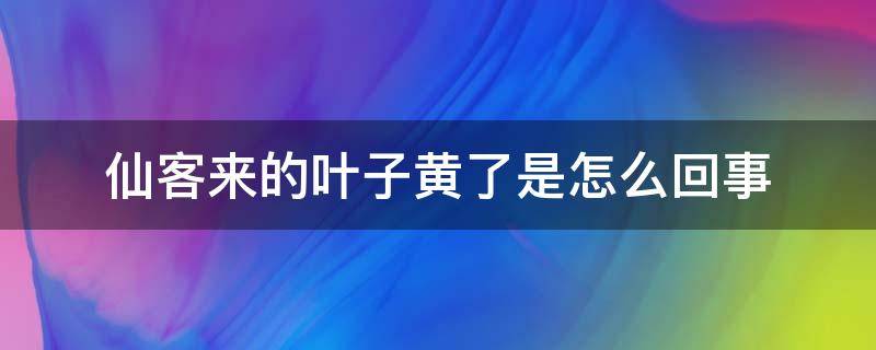 仙客来的叶子黄了是怎么回事 仙客来叶子有点黄了是什么原因