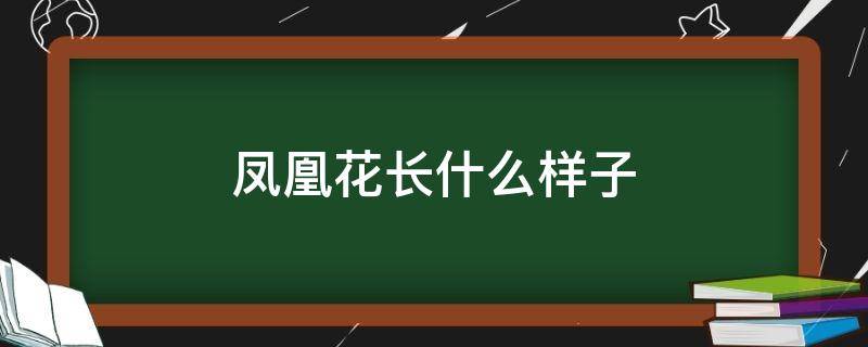 凤凰花长什么样子 凤凰花长什么样子有什么特点