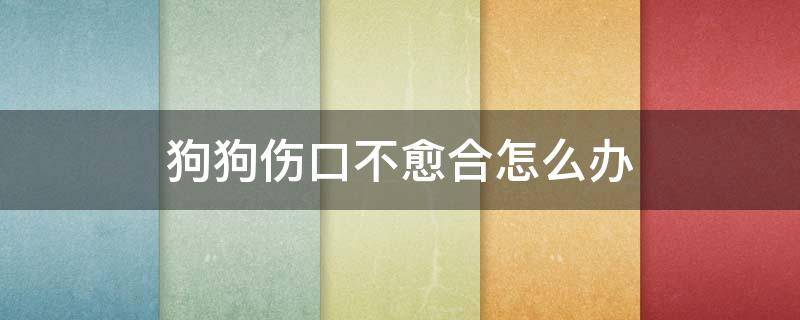 狗狗伤口不愈合怎么办 狗狗外伤一直不愈合怎么办