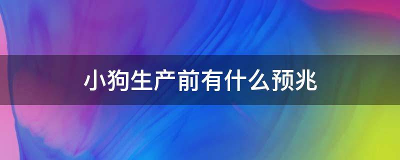 小狗生产前有什么预兆（狗狗生产前有什么预兆）