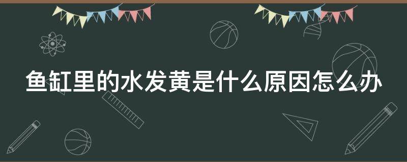 鱼缸里的水发黄是什么原因怎么办 鱼缸水黄怎么能让它变得透明