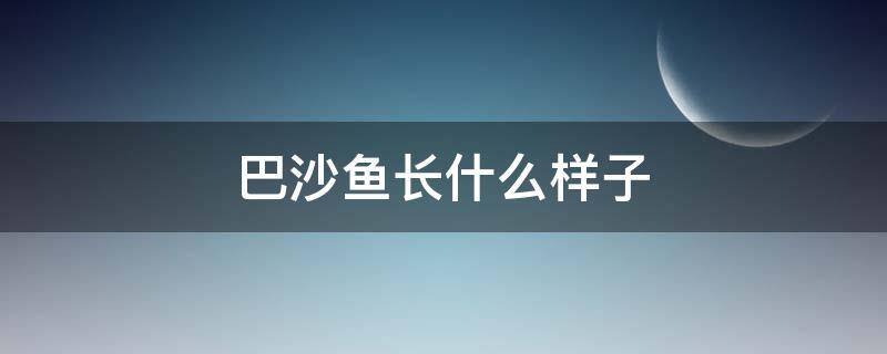 巴沙鱼长什么样子（巴沙鱼长什么样子的图片）