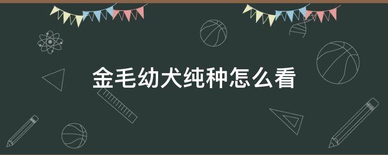 金毛幼犬纯种怎么看（纯种的金毛幼犬怎么看）