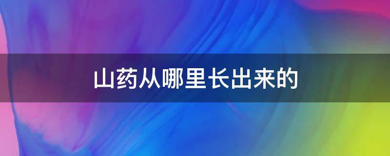 山药从哪里长出来的 山药是怎么种的怎么长出来的