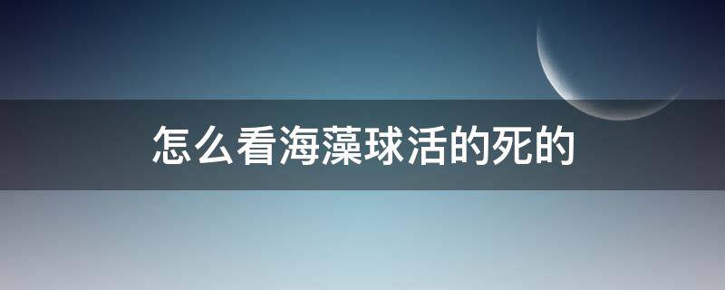 怎么看海藻球活的死的 怎么判断海藻球活着