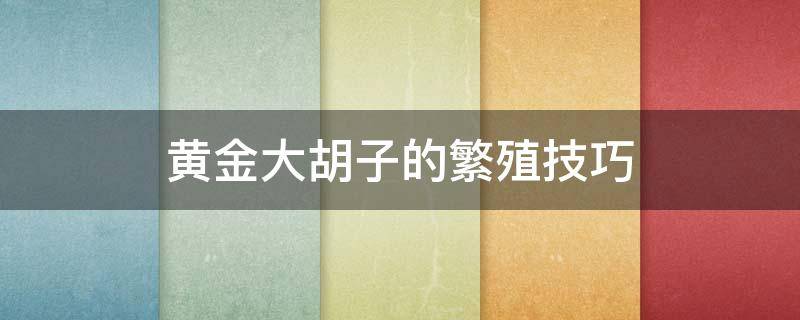 黄金大胡子的繁殖技巧（黄金大胡子多长时间能繁殖）