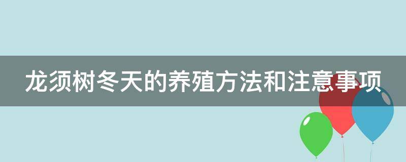 龙须树冬天的养殖方法和注意事项 龙须树冬天怎么养