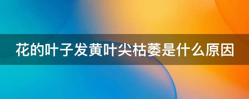 花的叶子发黄叶尖枯萎是什么原因 花的叶子发黄叶尖枯萎是什么原因水花的叶子发黄怎么办