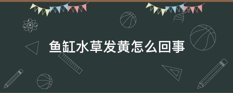 鱼缸水草发黄怎么回事 水草缸发黄什么原因