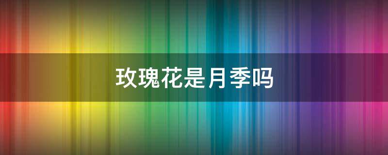 玫瑰花是月季吗 花店里的玫瑰花是月季吗