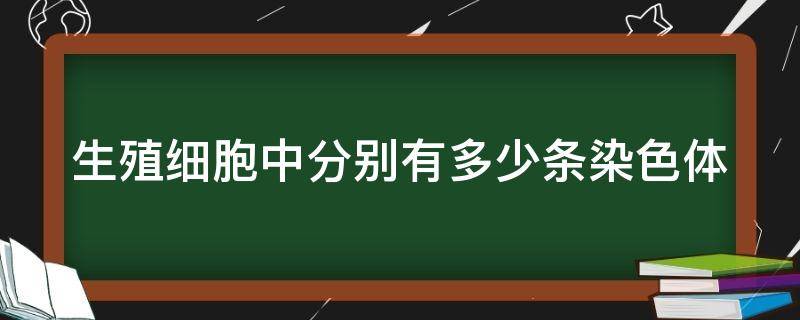 生殖细胞中分别有多少条染色体（生殖细胞中有多少条染色体?）