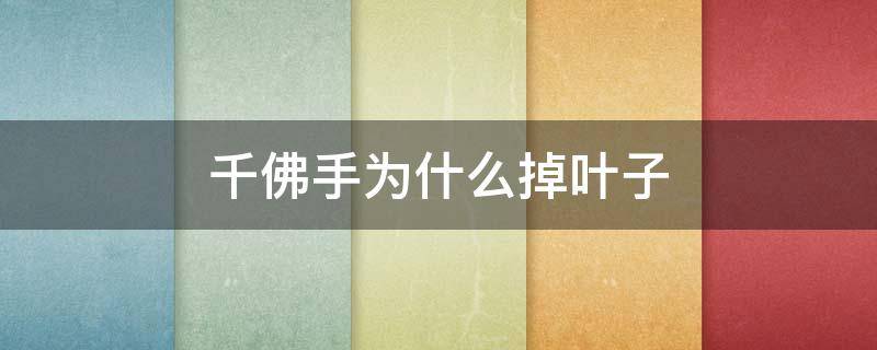 千佛手为什么掉叶子（千佛手为什么总掉叶子）
