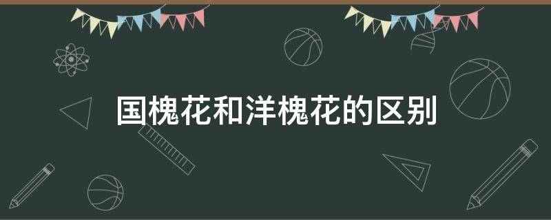 国槐花和洋槐花的区别（洋槐与国槐花的区别）