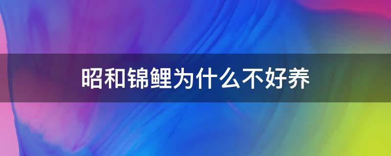 昭和锦鲤为什么不好养（昭和锦鲤怎样挑选）